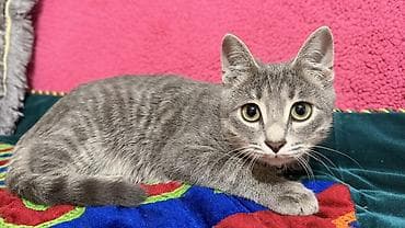 scottish fold: Котёнок, серый тигровый окрас - Домашний короткошёрстный котёнок с — 2