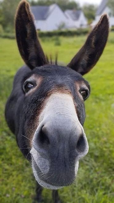 отходы еды: Куплю | Другие с/х животные | Платная доставка — 1