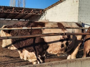 отдам в добрые руки собаку: Продаю | Бык (самец) | Симментальская | Для разведения | Племенные — 12