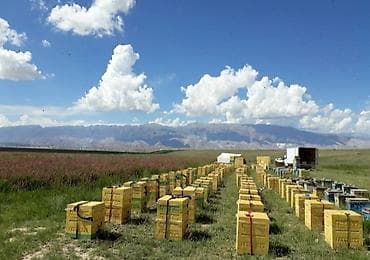 Бал сатылат бачогу . Таза бал. Бир бачокто 24л, 34кг чыгат