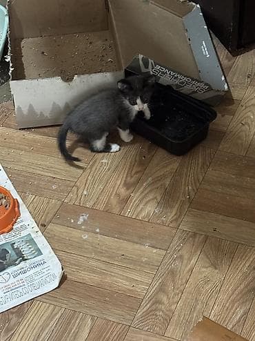 котята фото: Котята в добрые руки. На фото — подкидыши в коробке, нашли на — 3