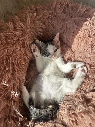 кошка домашный: 2 месяца, Девочка, Приучена к лотку — 2