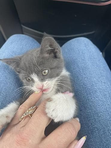 Котята Описание: - Милые короткошёрстные котята, окрасы: - — 2