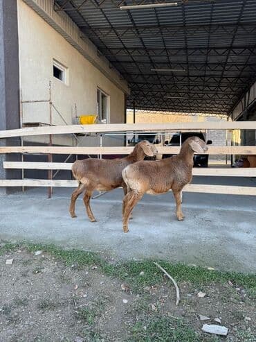 купить черную немецкую овчарку: Продаю | Овца (самка) | Арашан | Для разведения — 7