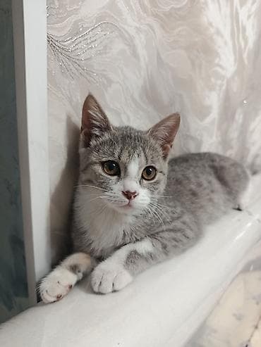кошке: Кошка даром: Британская короткошёрстная, 1 год, Девочка — 4