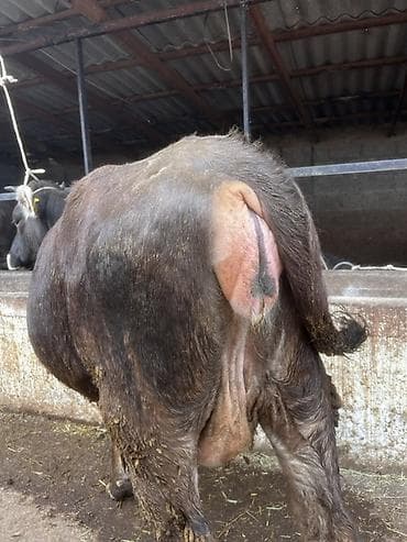 кобыла жеребая: Продаю | Корова (самка) | Для молока | Стельные — 7