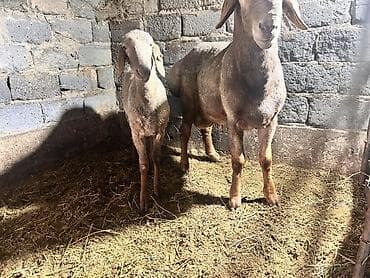 полша ат: Продаю | Баран (самец) | Арашан | На забой, Для разведения | Осеменитель — 5