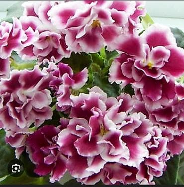 чоп орчу: Продаю детки сортовых фиалок,около 200 сортов🌺🌿🌺. Цены 80-130сом. Есть — 7