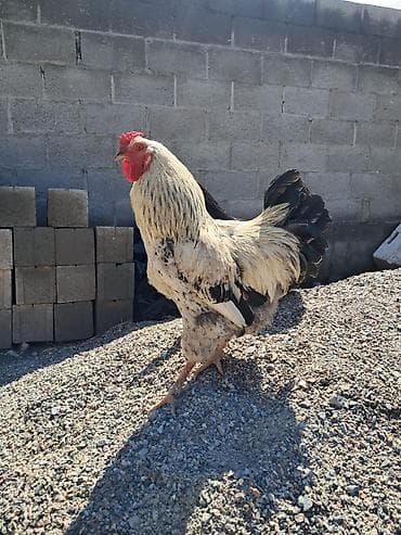 фазаны купить: Продаю | Петух | Для разведения — 1