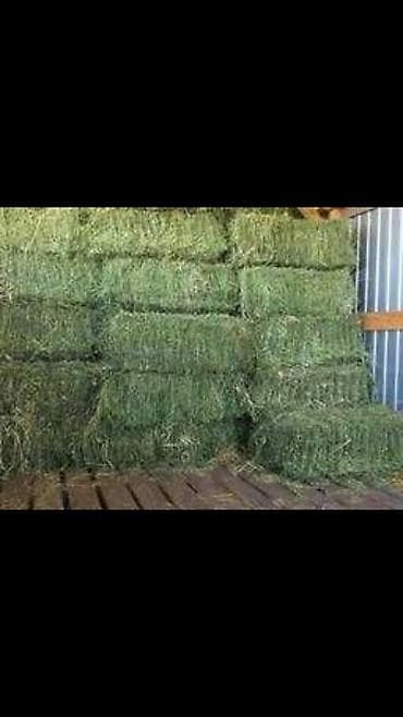 Кошки: Продаю клевер в тюках 3 укос, тюки плотные, сухие, зелёные лежат под — 2