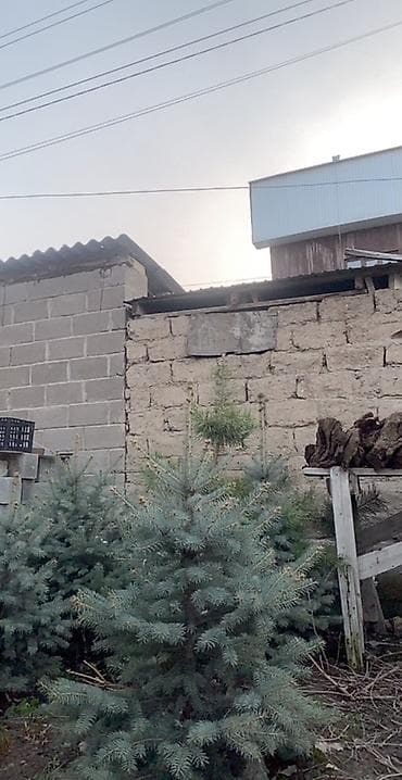 купить форсунки для автополива: Ель (голубая/сербская, хвойные с голубовато‑серой хвоей) для — 1