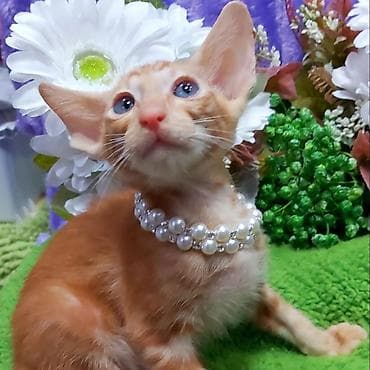 Мышыктар сатылат: ЭКСКЛЮЗИВНЫЕ КРАСНЫЕ ОРИЕНТАЛЬНЫЕ КОТЯТА. Кому супер сладких — 2