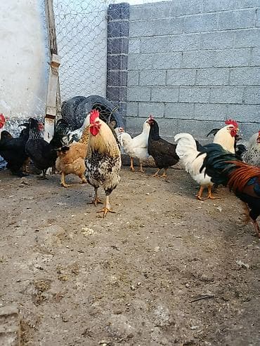 куры бролеры: Продаю | Куры, Петух | Домашняя, Гриз Бар | На забой, Для разведения, Несушки — 3