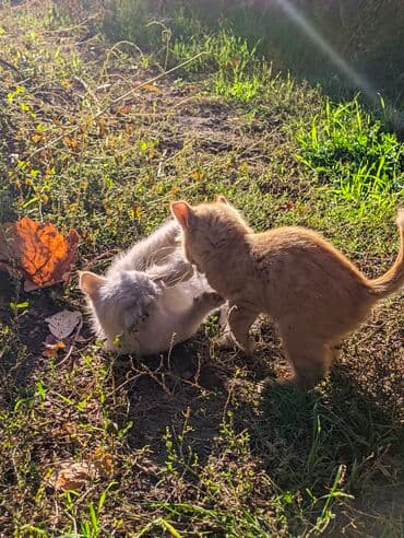 carters для мальчика: Котята, домашние, игривые. Описание: - Окрас: рыжий и кремово-белый — 4