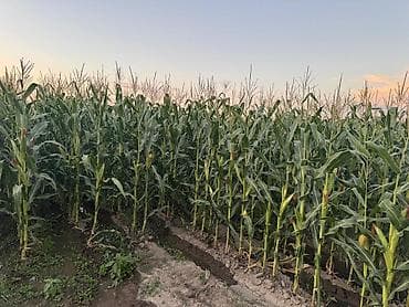 кукурузные кочерыжки: Продается Кукуруза 🌽 для Силоса 3.5 га Российское семена, до 70т с 1 — 2