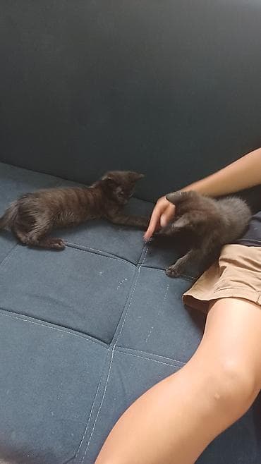 cane corso: Два очаровательных котёнка чёрного окраса. - Возраст: примерно 1,5–2 — 1