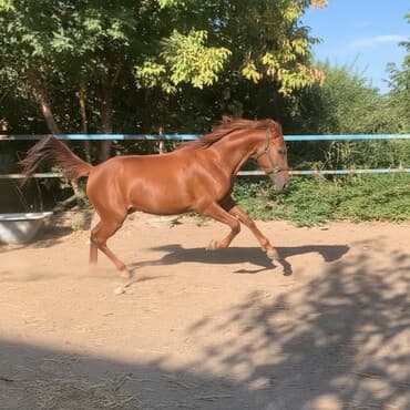 купить породистую собаку: Продаю | Кобыла (самка) | Полукровка, Дончак, Английская | Для разведения, Конный спорт | Племенные — 1