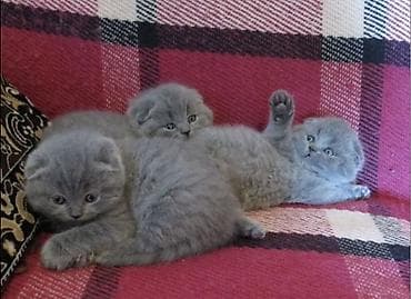 Животные: Шотландские вислоухие котята, окрас голубой (серый). Чистокровный - — 1