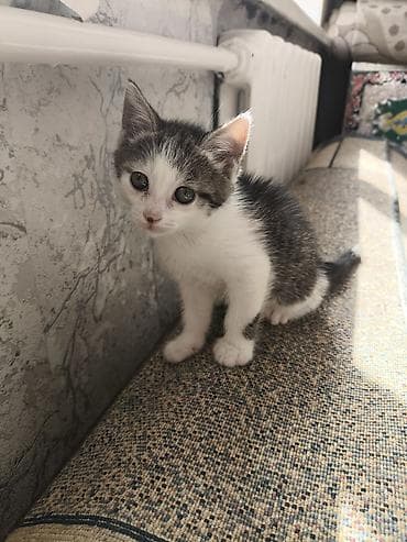 шотланские кошки: Отдаю трое очаровательных котят в хорошие руки, сами котята уже могут — 5