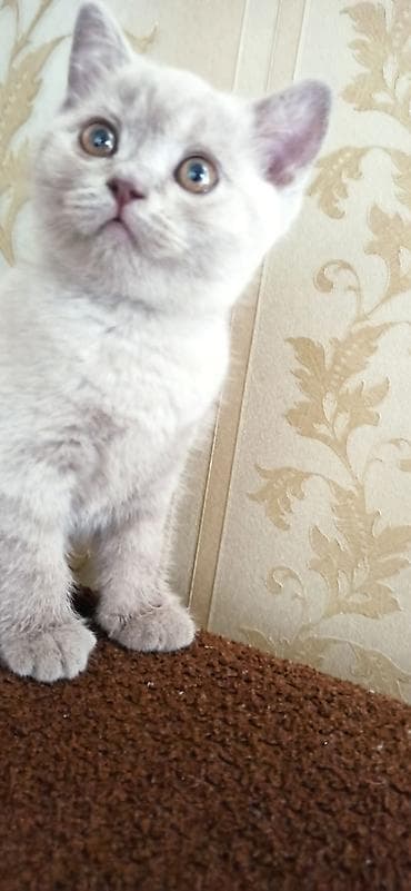 только голуби: Британский короткошёрстный котёнок девочка. карие глаза, карий носик и — 7