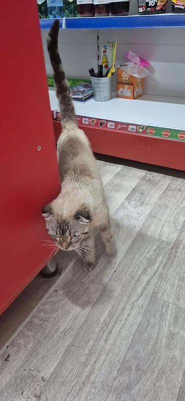 chow chow: Скотиш Фолд (Шотландская вислоухая), 1 год, Мальчик, Приучена к лотку — 3
