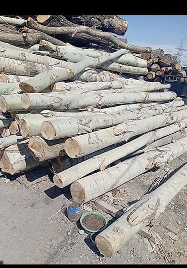 жалюзи бишкек цена: Терек Алам Либой Терек кок терек мырза терек кара жыгач Чалгыла — 1