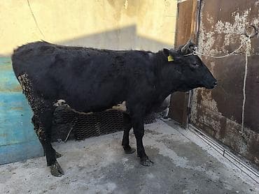 голова лошади: Продаю | Бык (самец) | Голштин | На откорм | Привязанные — 5