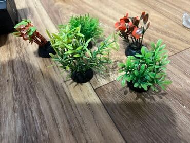 дом для птиц: В продаже 1 ракушки общий 200 сом Исскуственые растение по 35 Сомов — 4