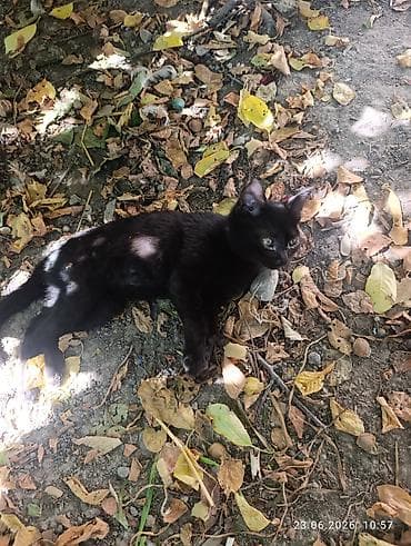 Животные: Котята, домашние Описание: Отдам в добрые любящие руки. - На выбор — 9