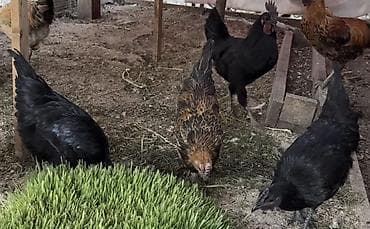 бролер петух: Продаю | Инкубационные яйца | Для разведения — 3