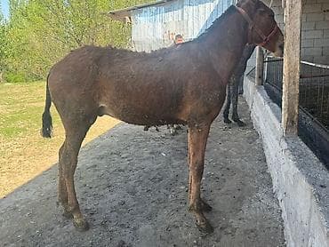 аквариум продаю: Продаю | Жеребенок | Рабочий | Племенные — 5