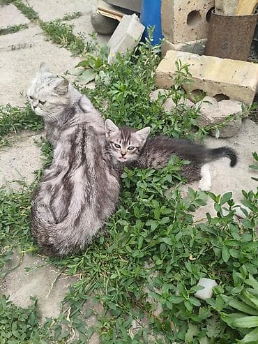 Мышыктар: Шотландские котята - Скоттиш Страйк, помёт из 4 малышей. Родились 27 — 6