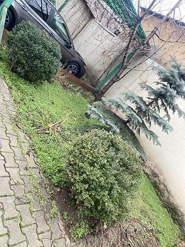 кета: Көчөттөр дарактардын: Карагайлар, Өзү алып кетүү — 8