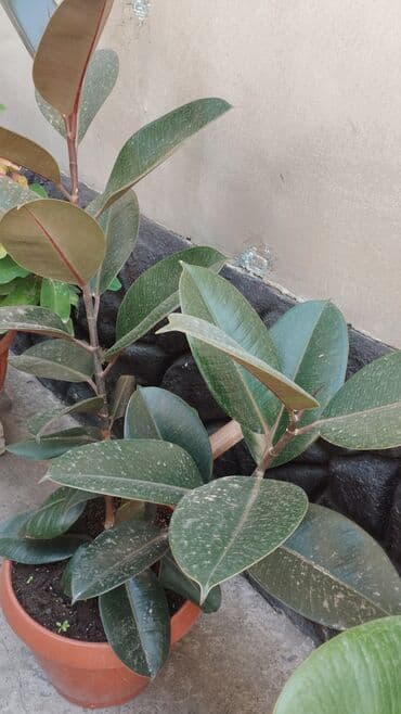 горки для зала фото и цены в бишкеке: Другие товары для дома и сада — 6