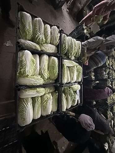 Капуста Пекинская