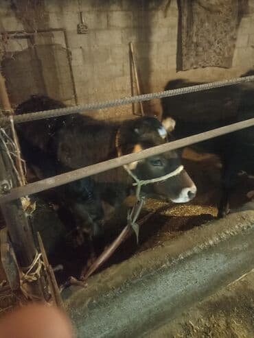 бычки каровы: Продаю | Музоо, торпок | На откорм | Привязанные — 9