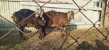 ярок: Продаю | Ягненок | Арашан | Для разведения | Племенные — 4