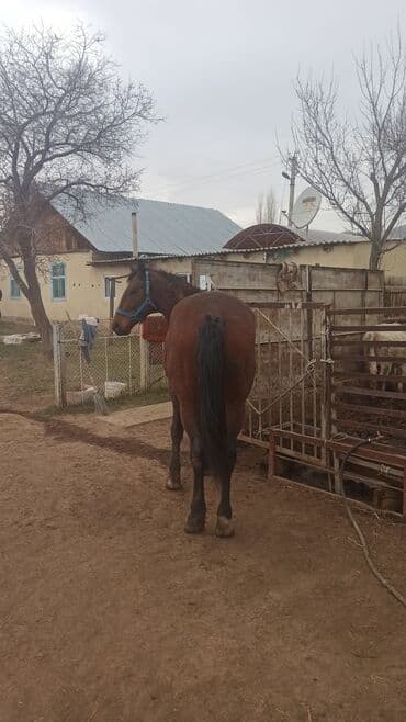 Грызуны: Продаю | Конь (самец) | Рабочий — 2