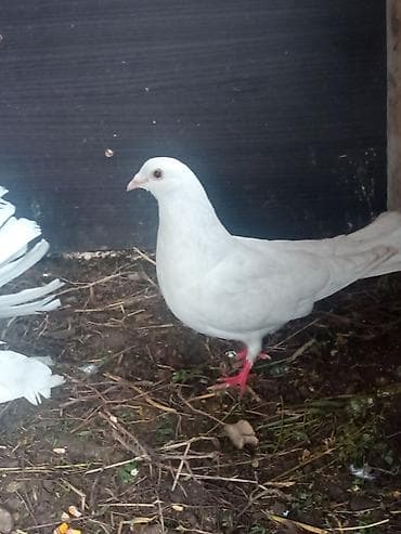 Үй жаныбарлары: Породистые голуби декоративных направлений. - 1 штук 500 сом Белые — 8