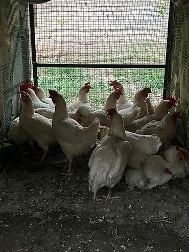 корозия: Продаю | Куры | Леггорн | Несушки — 1