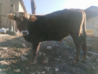 продаю алабай: Продаю | Бык (самец) | Швицкая | Для разведения | Привязанные — 1