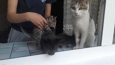 товары для кошек: Котята от домашней кошки Описание: - Помёт из трёх котят: тигровый — 2