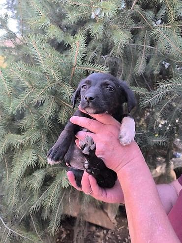 джек рассел терьер щенок: Щенки метисы, помет из нескольких малышей. - Возраст: примерно 1,5–2 — 4