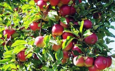 Яблоки Крипсон, Оптом