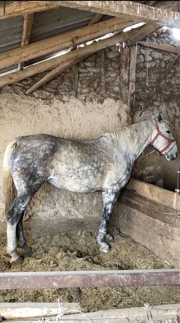 лошадь дончак: Продаю | Кобыла (самка) | Першерон | Рабочий — 1