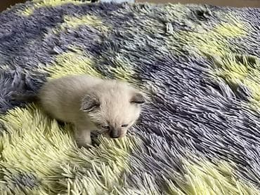 сибирские кошки: 1 месяц, Девочка, Приучена к лотку — 9