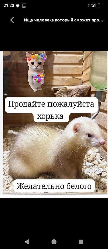 Куплю за 1000