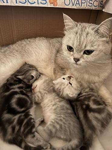 кошка бишкек: Британские короткошёрстные котята серебристых окрасов - Порода — 1