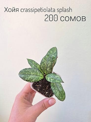 Бөлмө өсүмдүктөрү: 🌿 Комнатные цветы (укоренённые черенки/молодые растения/взрослые — 10