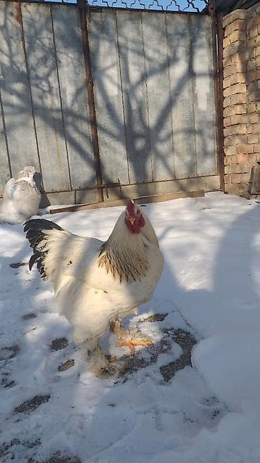 цеплята брама: Продаю | Петух | Брама | Для разведения — 6